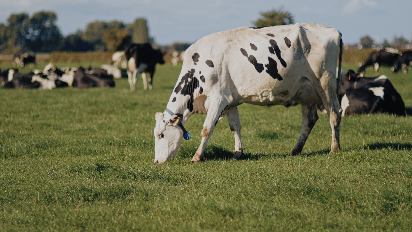 Photo d'une vache avec ouverture du diaphragme